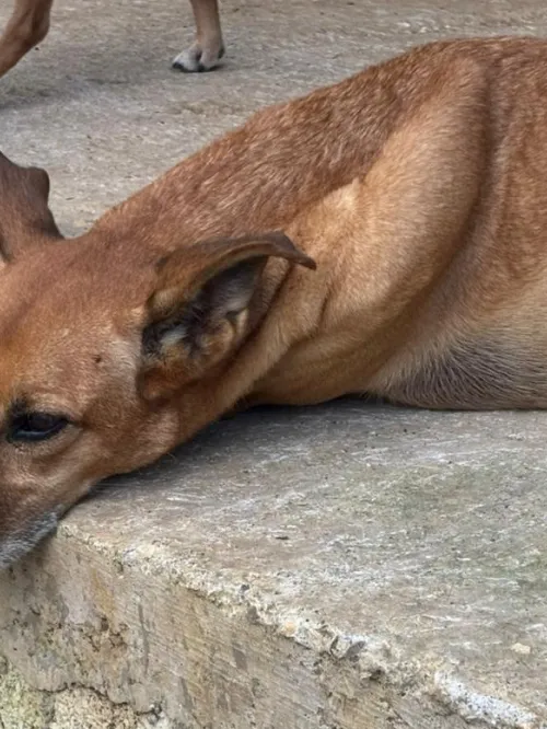 Dog after Hurricane Melissa in Jamaica