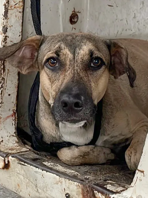 Dog hides in abandoned vehicle after hurricane Erick hit Santo Domingo Armenta