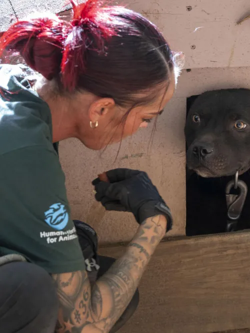 Humane World for Animals assists the South Carolina Law Enforcement Division with two alleged dogfighting seizures in rural Chester County, S.C.