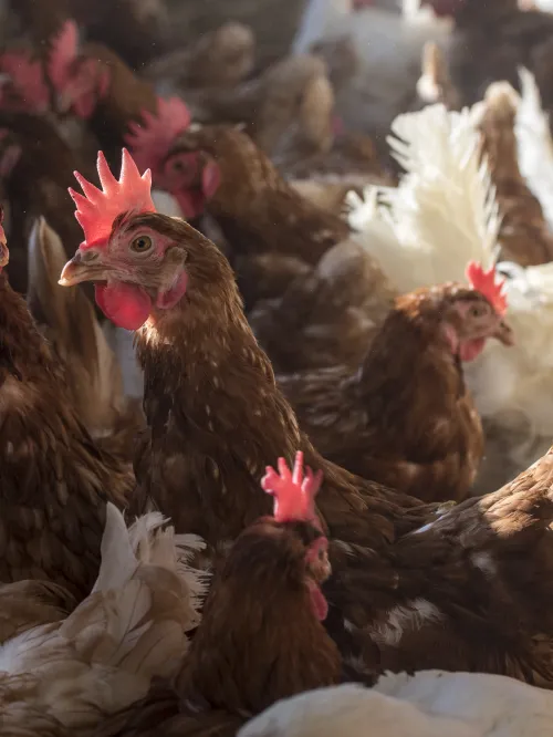 Chickens