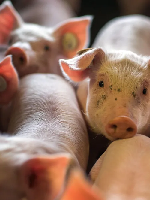 Pigs