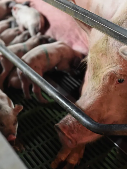 Pig farm in Italy