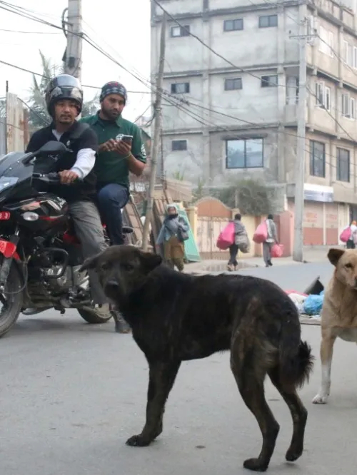 conducting a dog population survey