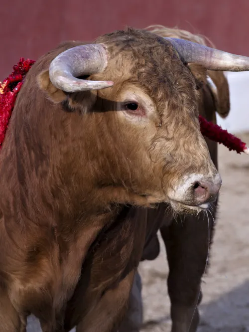 bullfighting
