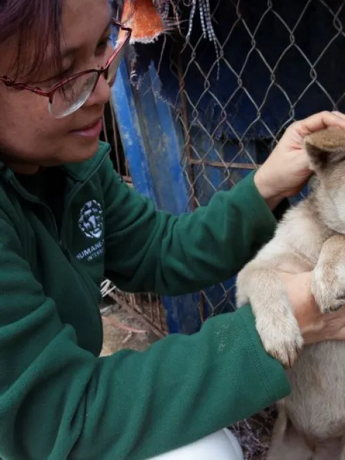 HSI/Viet Nam country director rescuing a dog from a slaughterhouse in Viet Nam