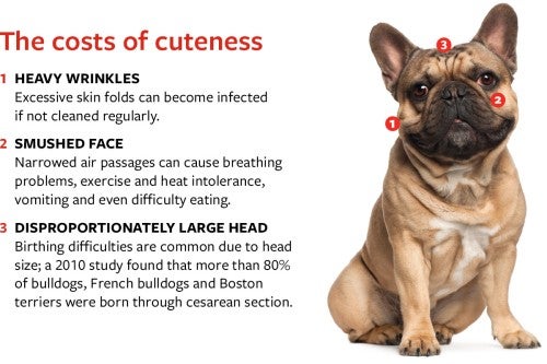 https://www.humaneworld.org/sites/default/files/styles/responsive_500w/public/2019/05/aa-brachycephalic-breeds-diagram_0.jpg?itok=ybUrKE82&utm_source=chatgpt.com