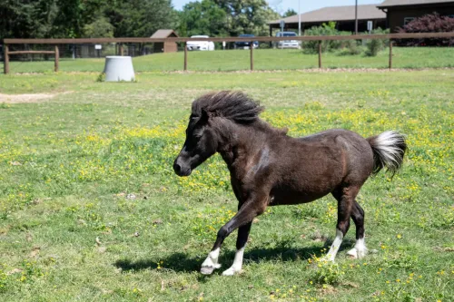 This was Spicy Jalapeño before rescuers brought him to Black
