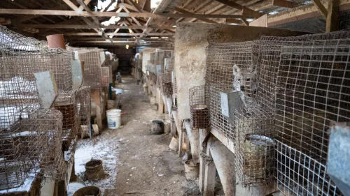 Rows of cages of coyotes at a fur and urine farm