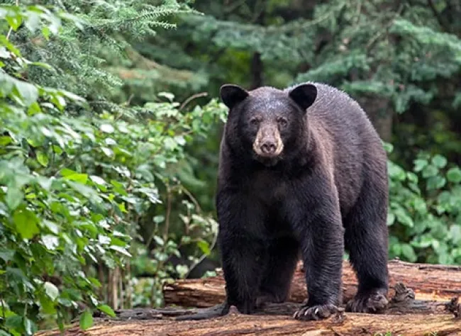 Black bear in the forest
