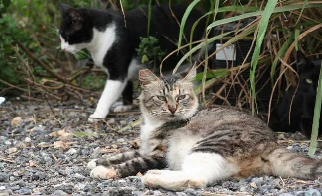 Outdoor cats sitting outsite