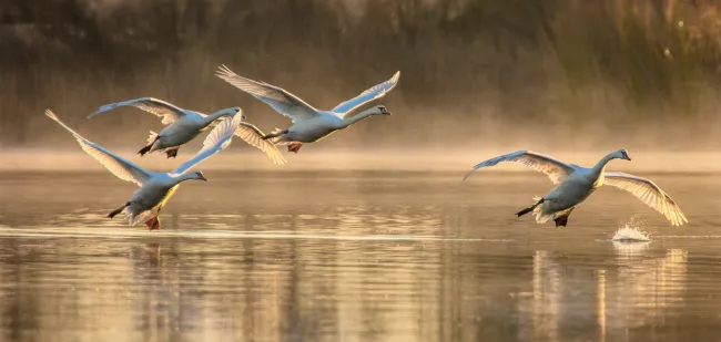 Young mute swans are practicing flying in the foggy winter morning.
