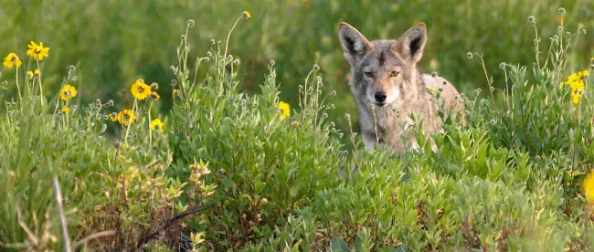 Coyote in a meadow