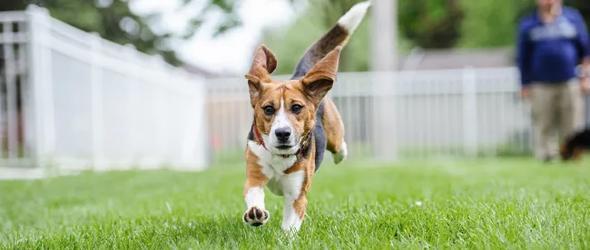 Teddy the beagle running in a yard after being freed from research