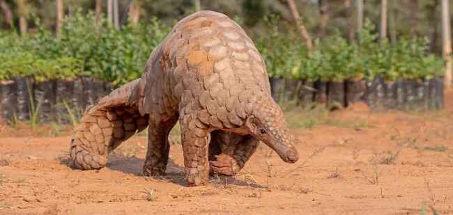 Indian Pangolin, one of the most traffic/smuggled wildlife species for its scales