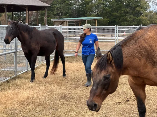 Betty Larios, animal caregiver at Black Beauty Ranch, performs health checks on horses in an area of the sanctuary where they receive medications. 