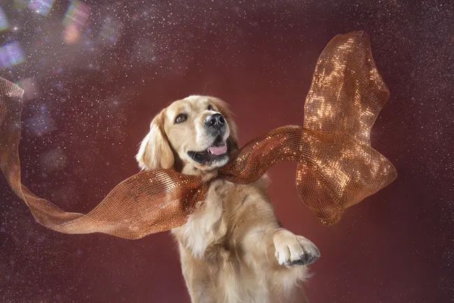 Chewy, survivor of the dog meat trade