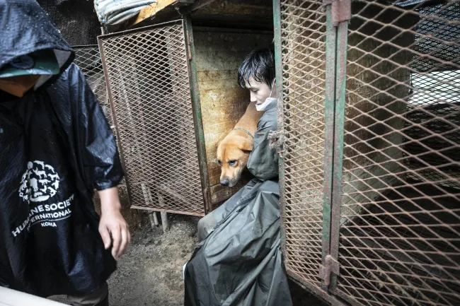 Sangkyung Lee, dog meat campaign manager for HSI/Korea, rescues a dog from the dog meat farm in Ansan City. 