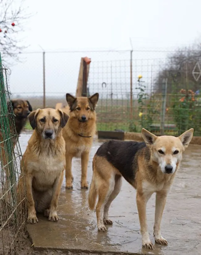 Dogs in Romania