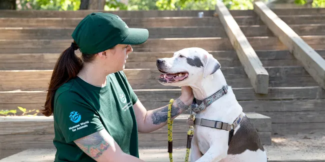 Humane World for Animals staff petting dog