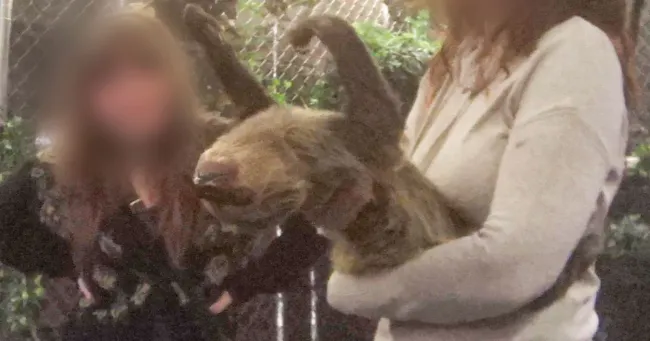 Held sloth at Sloth Encounters