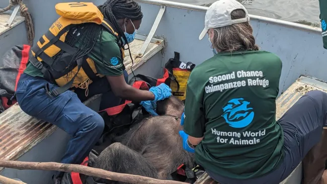 Chimps being rescued in Liberia