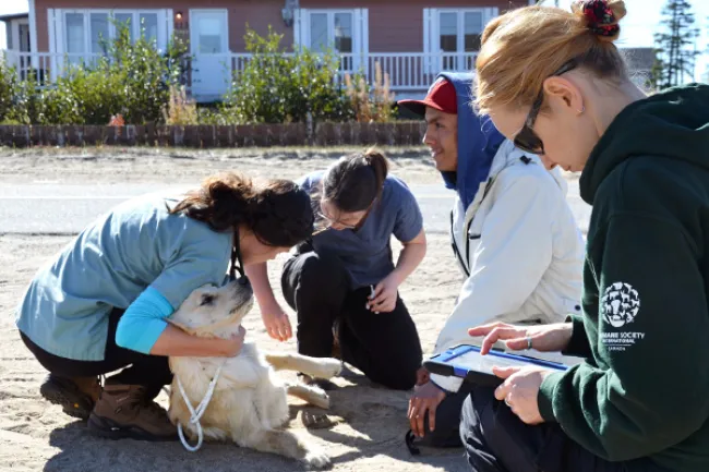 People sitting outside, one examining a dog. 