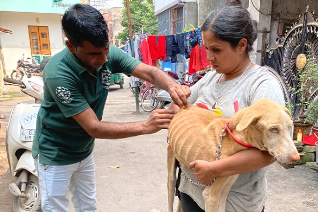 Man vaccinates a street dog being held by a woman in India.