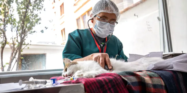 A vet examines a cat on a table in a sterile environment. 