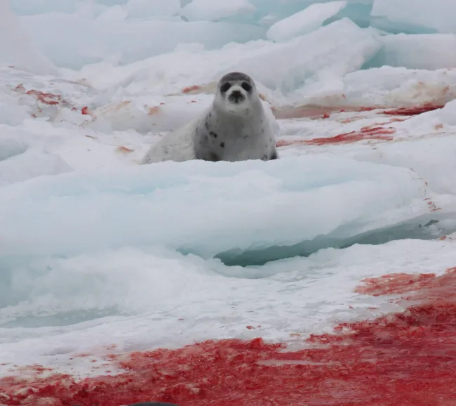 Survivor of the Canadian seal hunt