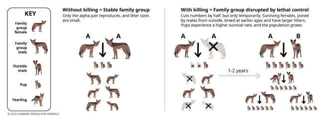 Infographic on why killing coyotes doesn't work