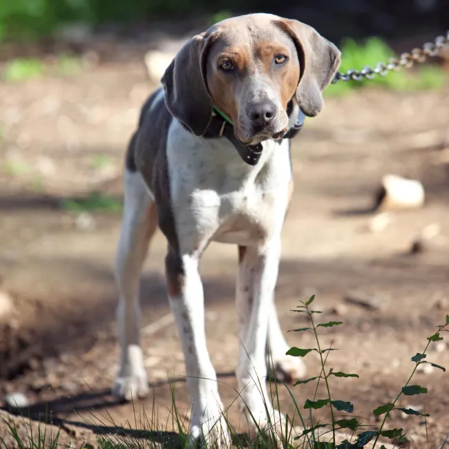 Hound dog near kennel on a chain looking at viewer. Used to hunt raccoons and bear. Purebred with tracking collar.
