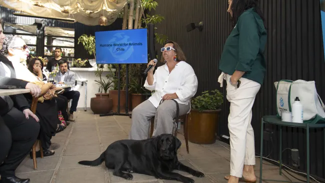 Brand Launch Humane World for Animals Chile