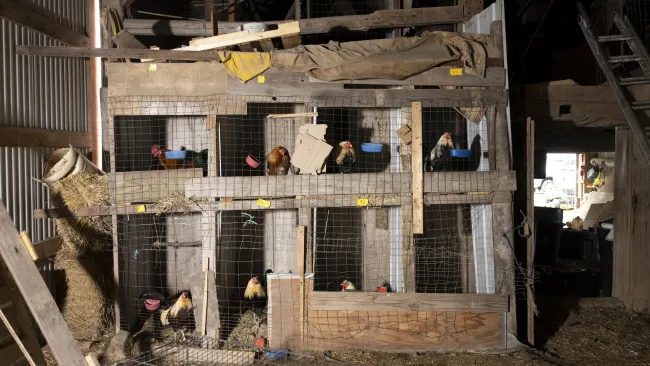 Roosters sitting confined in wire cages at a property outside of Dorchester, Wisconsin, many showing signs of injury and neglect.