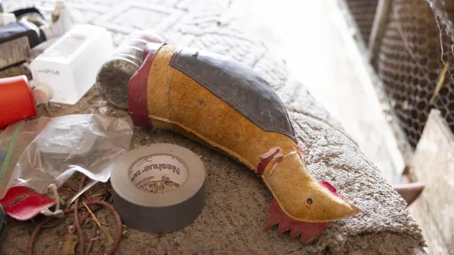 A dummy used for rooster sparring practice lies on a table.