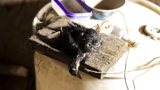 Our team discovered this deceased bird among many others during the raid in Wisconsin.