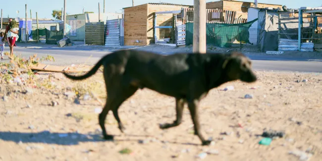 Dog walking on the street in South Africa