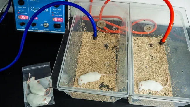 Animals used for research are cruelly killed