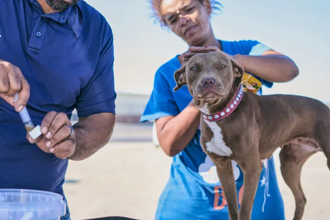 South Africa Healthy Pets Healthy Community Clinic 2025