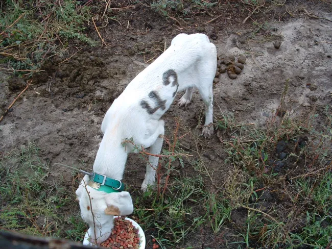 Emaciated Virginia hunting dogs sometimes end up relinquished at animal shelters when they fail to hunt properly or become old, sick or injured.