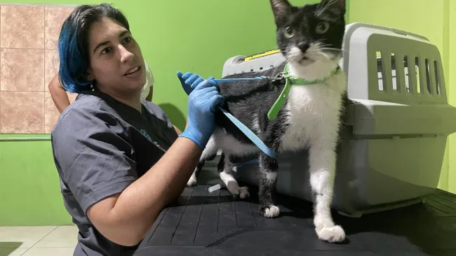 A veterinarian examines a cat