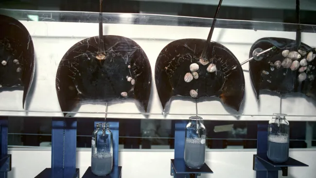 Scientists use technology to bleed Horseshoe Crabs (Limulus polyphemus) to extract blue, copper based blood.
