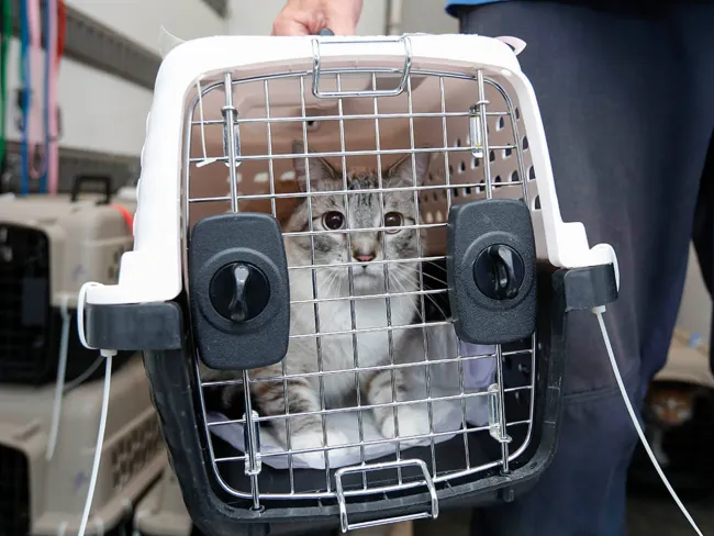 Cat in carrier being loaded into transport after Hurricane Sally rescue