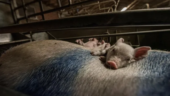 Mother pig with piglets