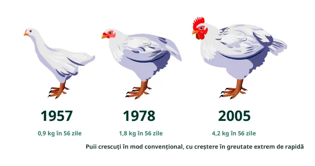 Chicken infographic