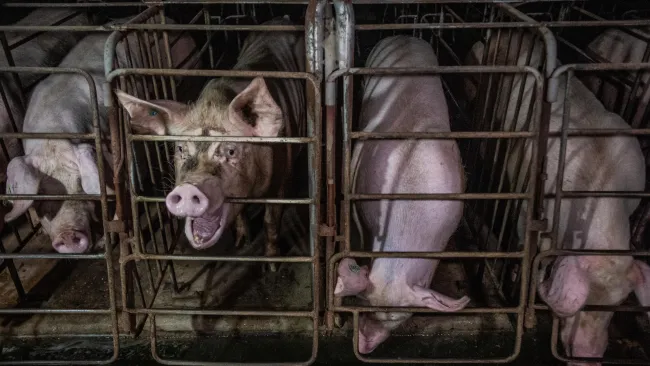 Pigs in small enclosures