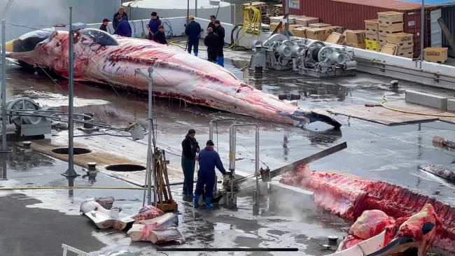 Killed whale being cut up by whalers in Iceland