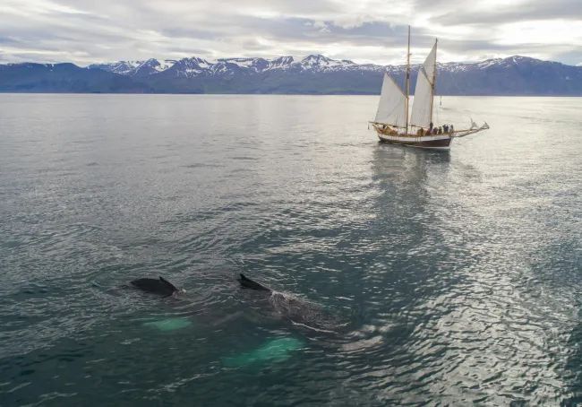 Icelandic tourists whale watching from a ship