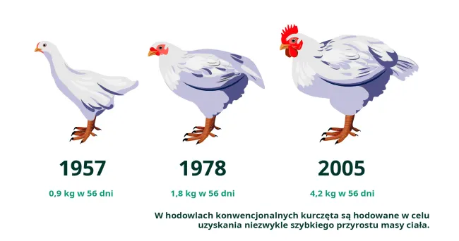 Chicken infographic