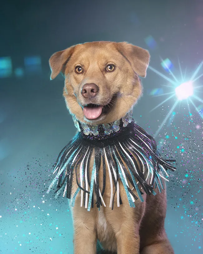 Dog styled and posed for a photoshoot