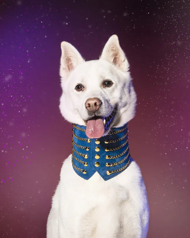 Dog styled and posed for a photoshoot